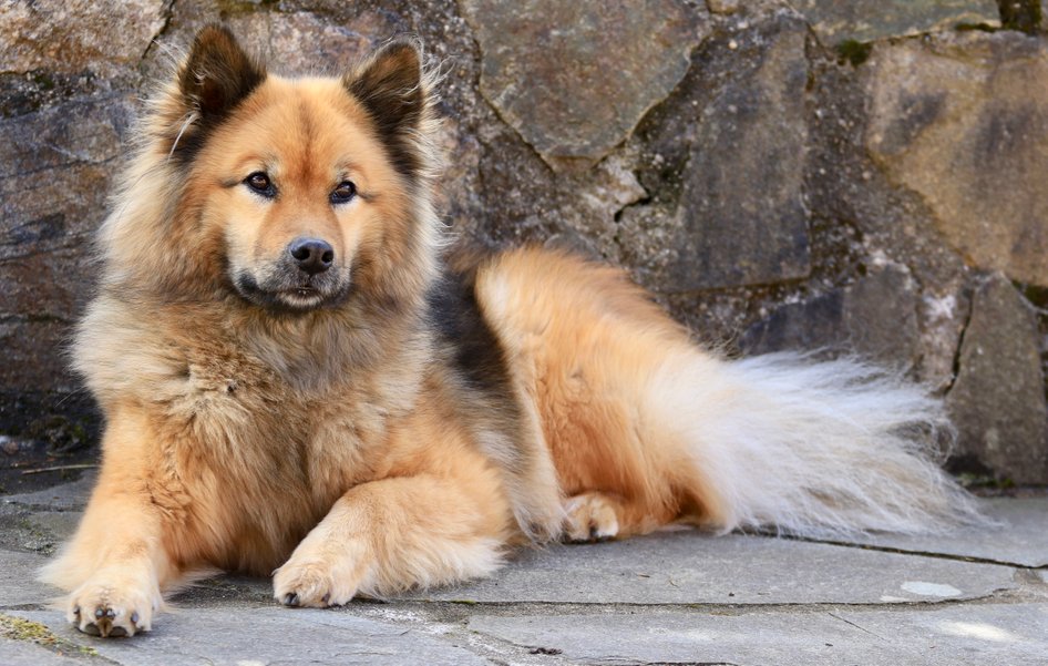 Mie, Bergen Terapihund, Eurasier, ©HugoIvanHatland
